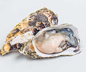Oyster