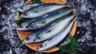 Ocean data portal maps show significant shifts by mid-Atlantic fish species